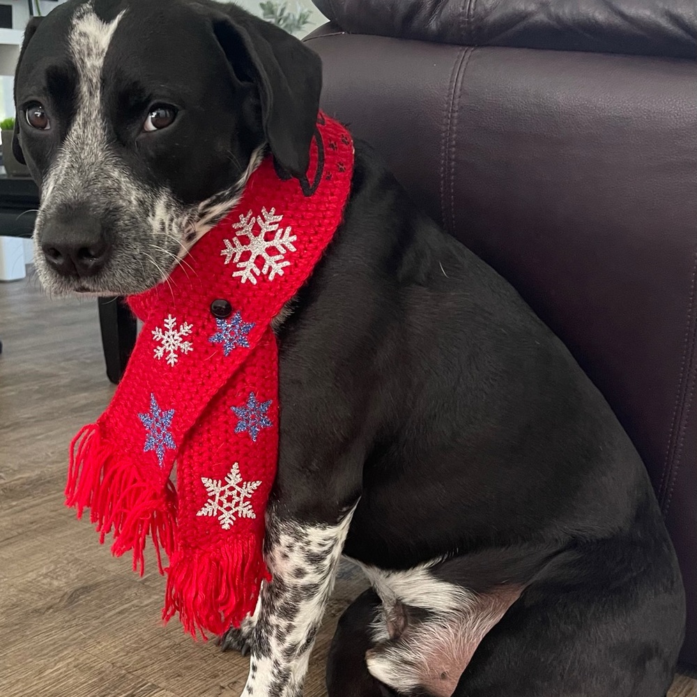 Christmas dog scarf